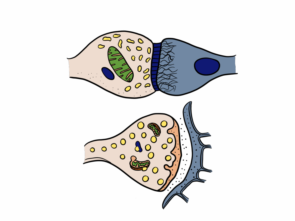 Darstellung der Signalübertragung zwischen zwei Nervenzellen. Zu sehen sind Vesikel mit Neurotransmittern, die im synaptischen Spalt freigesetzt werden, sowie Rezeptoren an der nachgeschalteten Zelle. Das Bild veranschaulicht, wie Informationen im Nervensystem mithilfe von Botenstoffen weitergeleitet werden.